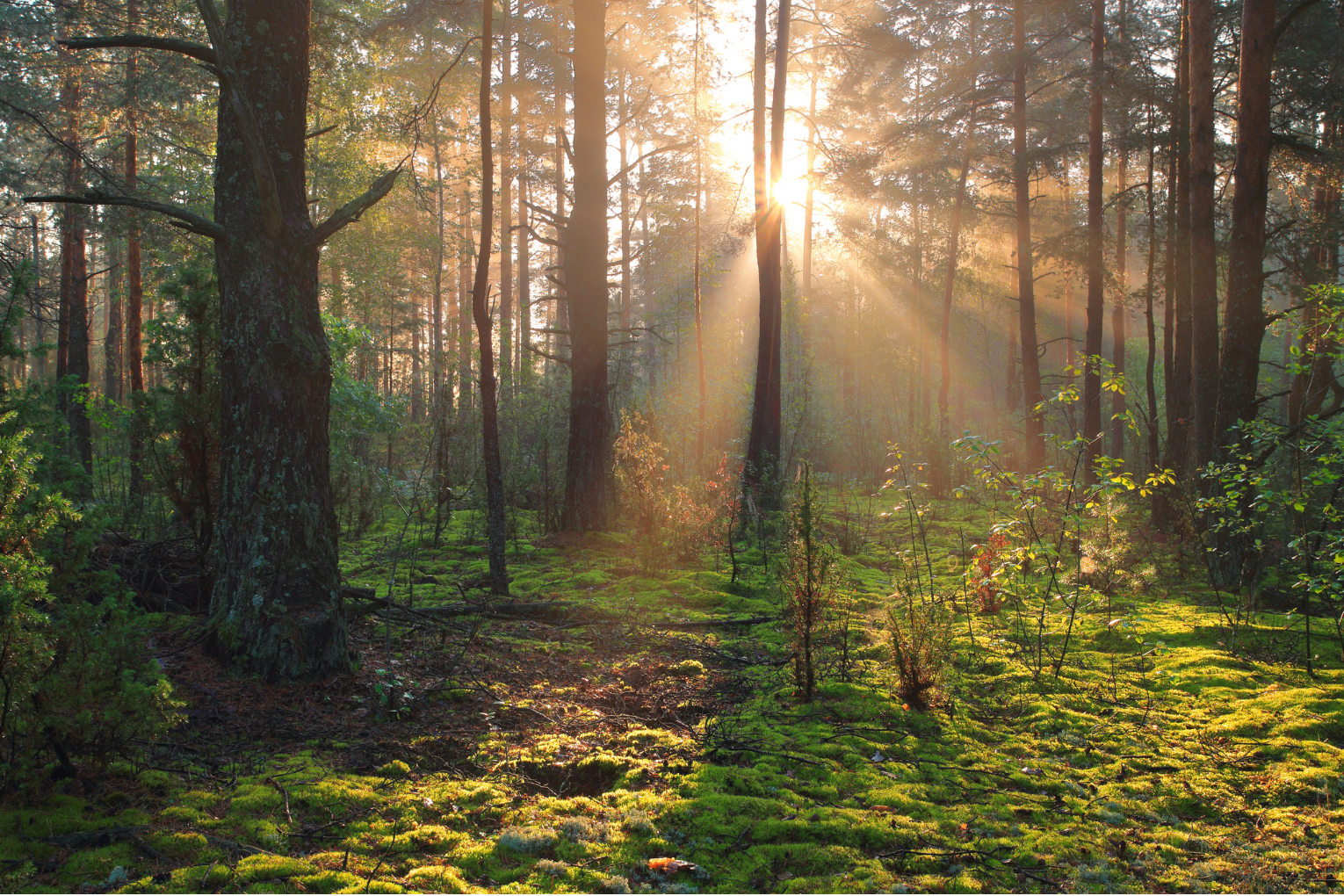 Wald mit Sonnenstrahlen